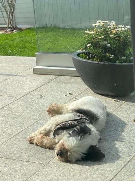 KALINE ❤ sucht ihr Für-immer-Zuhause