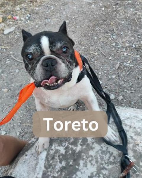 TORETO, m., kastr., Franz. Bulld. 38 cm