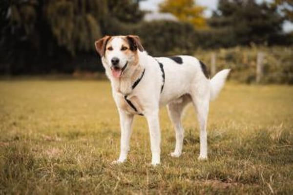 Sharky: Menschenfreund sucht Familie