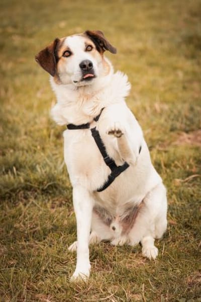 Sharky: Menschenfreund sucht Familie