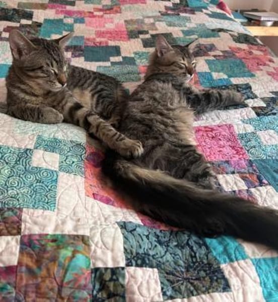 MaineCoone-Mix-Kittenpärchen sucht dich