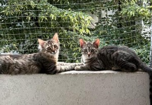 MaineCoone-Mix-Kittenpärchen sucht dich