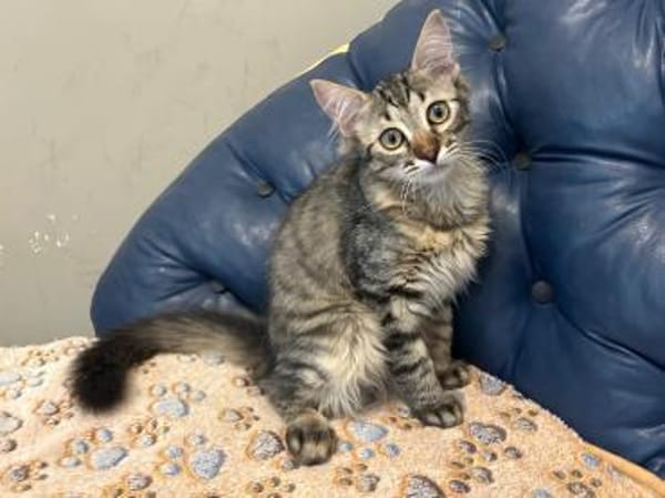 MaineCoone-Mix-Kittenpärchen sucht dich