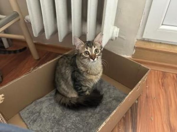 MaineCoone-Mix-Kittenpärchen sucht dich