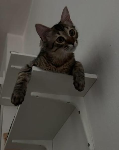 MaineCoone-Mix-Kittenpärchen sucht dich