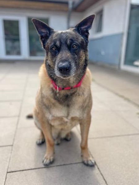Freddy Wachhund su. Familienanschluß