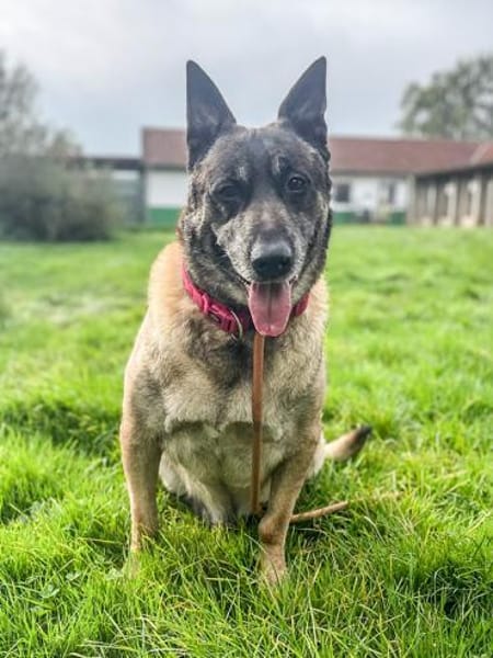 Freddy Wachhund su. Familienanschluß