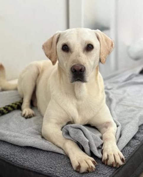 ❤ Bongo, Pflegefamilie 41812 Erkelenz