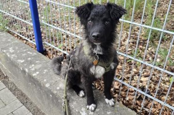 Laroche  dein neuer bester Hundekumpel