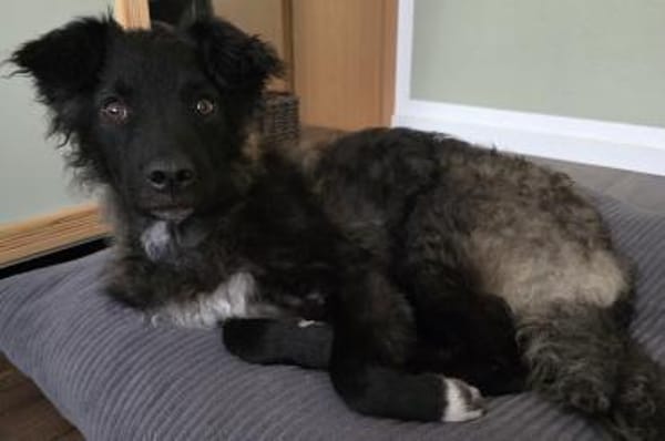 Laroche  dein neuer bester Hundekumpel