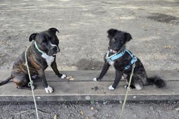 Laroche  dein neuer bester Hundekumpel