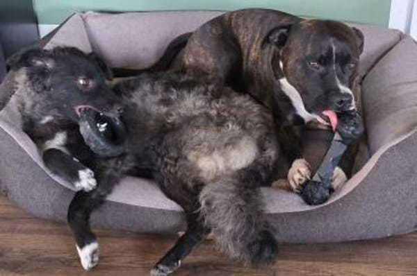 Laroche  dein neuer bester Hundekumpel