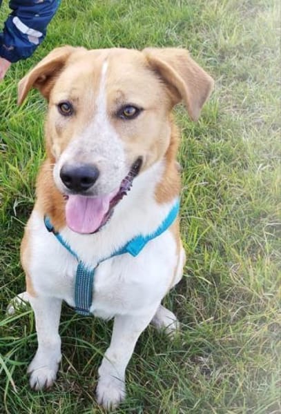 Buddy 💙 sucht Happy-Home