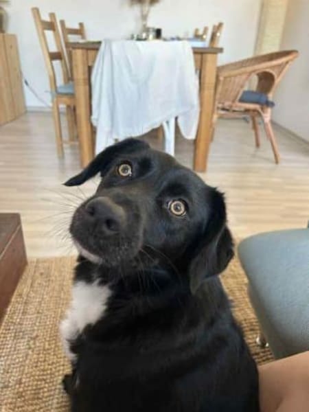 KODA -treuer Begleiter-