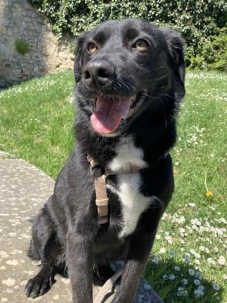 KODA -treuer Begleiter-