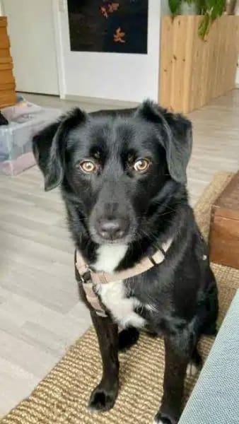 KODA -treuer Begleiter-