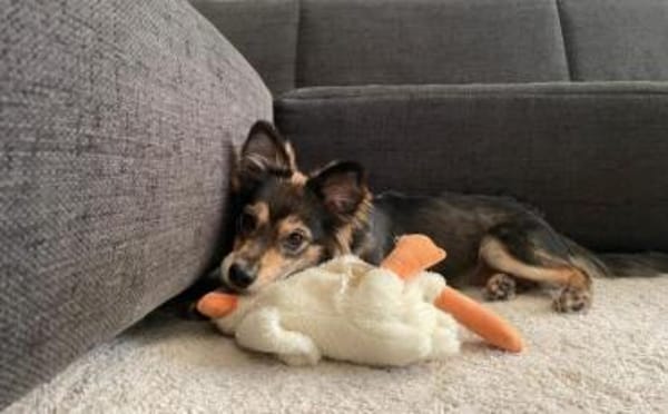 Milou - kleiner Wirbelwind