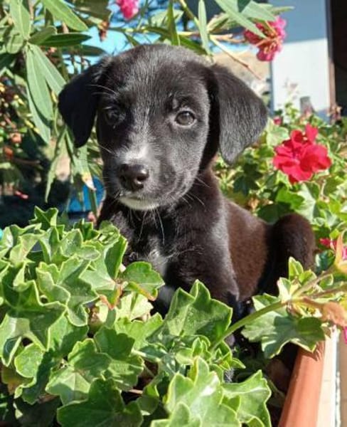 Cooper im Tierheim Sulzbach