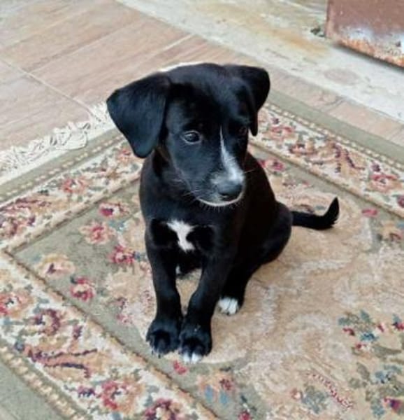 Cooper im Tierheim Sulzbach