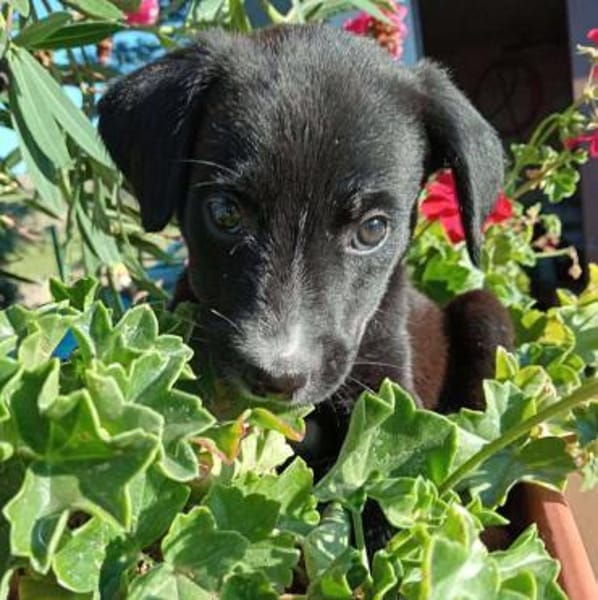 Cooper im Tierheim Sulzbach