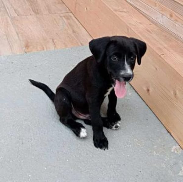 Cooper im Tierheim Sulzbach
