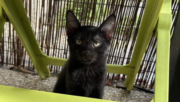 MOJO-JOJO