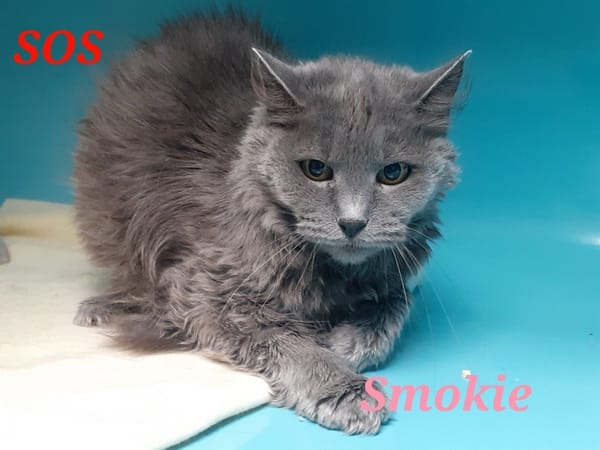 Smokie
