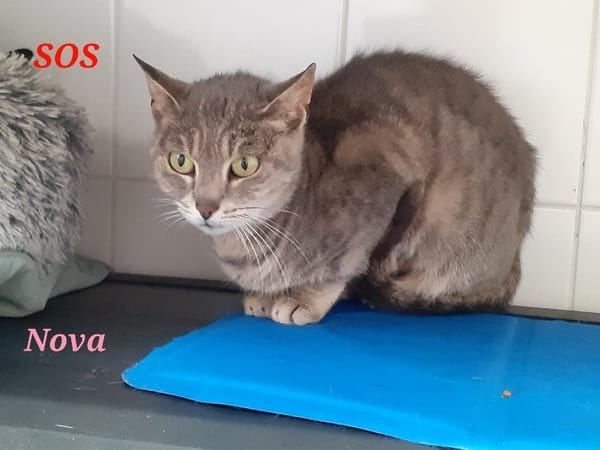 NOVA