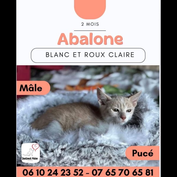 ABALONE