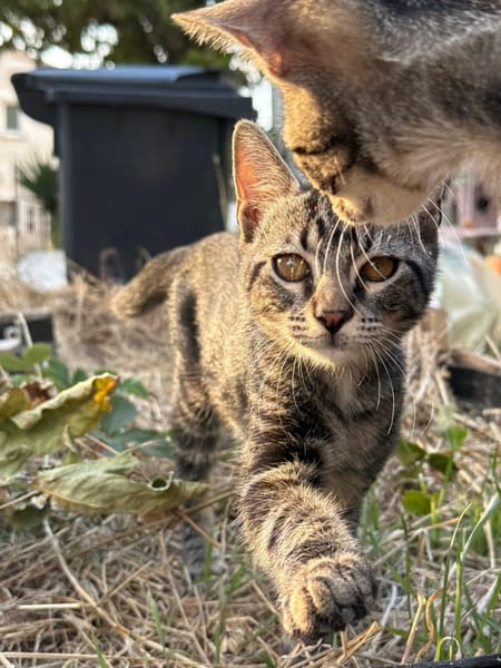 TOFFEE ET ALAYA