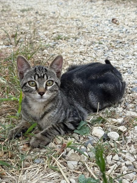 TOFFEE ET ALAYA