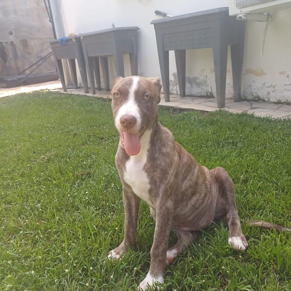 CANDY, chiot femelle Berger Créole