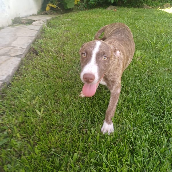 CANDY, chiot femelle Berger Créole