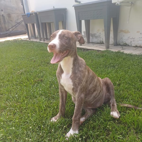 CANDY, chiot femelle Berger Créole