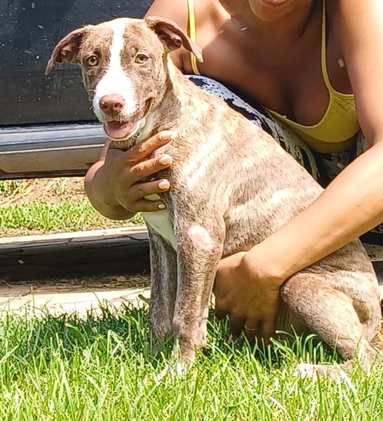 CANDY, chiot femelle Berger Créole