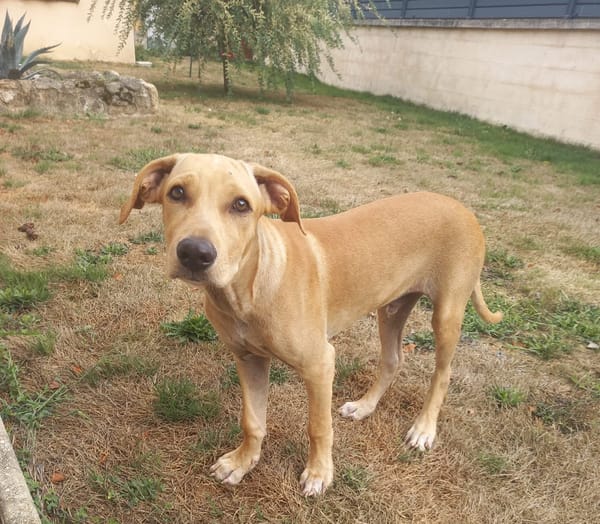 CUPCAKE, chiot mâle Berger Créole