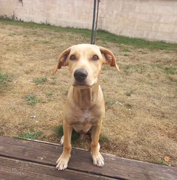 CUPCAKE, chiot mâle Berger Créole