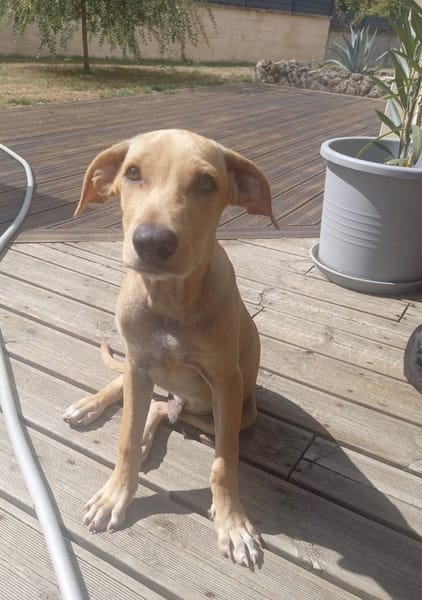 CUPCAKE, chiot mâle Berger Créole