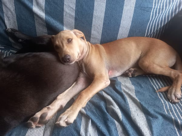CUPCAKE, chiot mâle Berger Créole