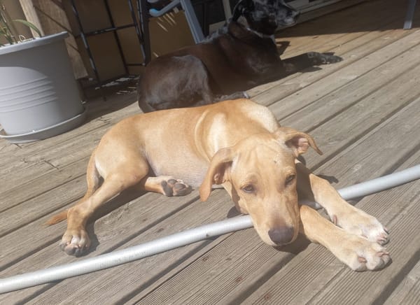 CUPCAKE, chiot mâle Berger Créole