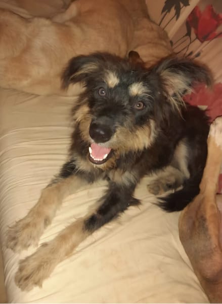 MILY, Griffon créole junior