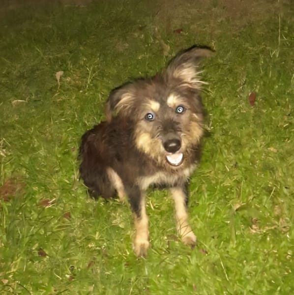 MILY, Griffon créole junior
