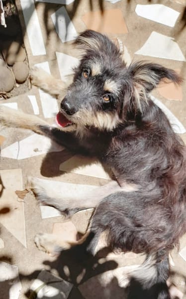 MILY, Griffon créole junior