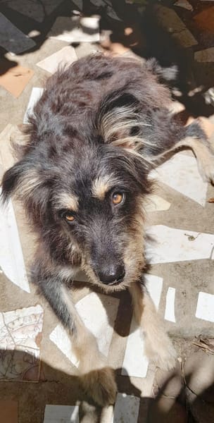 MILY, Griffon créole junior