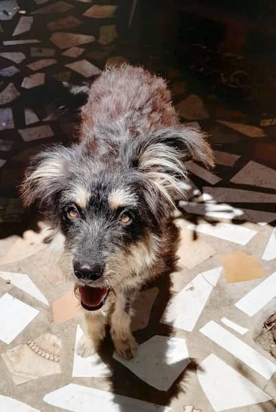 MILY, Griffon créole junior