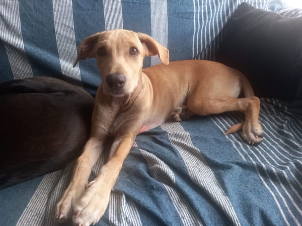 CUPCAKE, chiot mâle Berger Créole