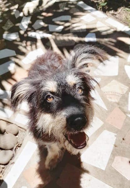 MILY, Griffon créole junior