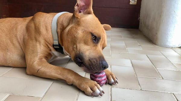 Omy, mâle croisé berger, né le 31/01/2024🐶