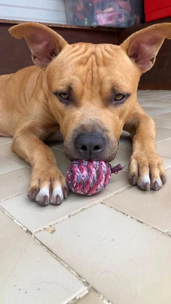 Omy, mâle croisé berger, né le 31/01/2024🐶