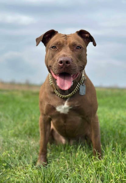 Brooklyn, femelle, Berger X Staffordshire Terrier (Décatégorisée par diagnose), née le 20/04/2022